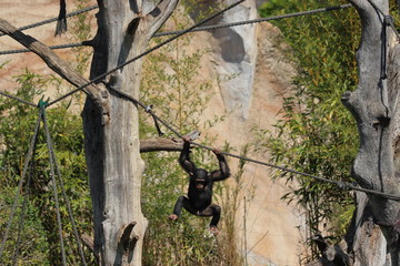 Baby Monkey having fun in zoo in leipzig in germany. On sunny day in summer.