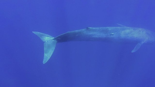 Blue whale slowly dives to the blue deep in the sun`s rays. Great Blue whale - Balaenoptera musculus. Slow motion, Underwater shot, High-angle shot, Indian ocean, Sri Lanka
