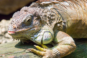 The green iguana, also known as the American iguana, is a large, arboreal, mostly herbivorous species of lizard of the genus Iguana.