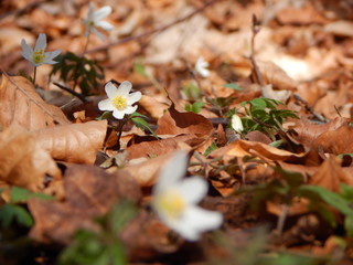 fallen autumn leaves