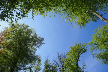 Blick an einer Lichtung im Wald nach oben, Buchen im Wald