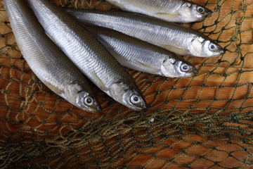 Smelt fishes on net. Pacific smelt fish variety