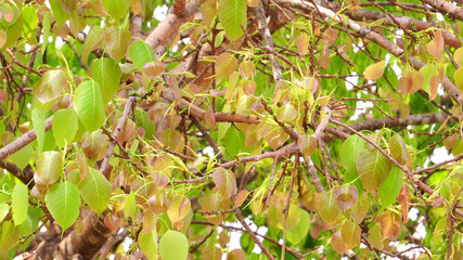 Bodhi leaves, Green and gold leaves blowing in the wind.