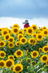 愛知牧場のひまわり畑で太陽に向かって微笑む向日葵の花々