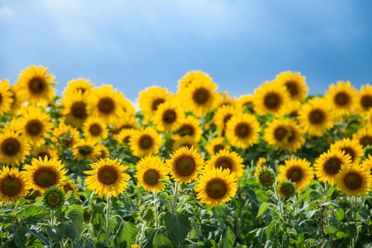 太陽に向かって微笑む向日葵の花々