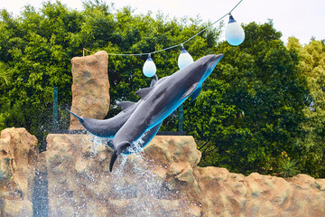 Beautiful dolphin show jumps in zoo park on a sunny day, training a large adult mammal in pool