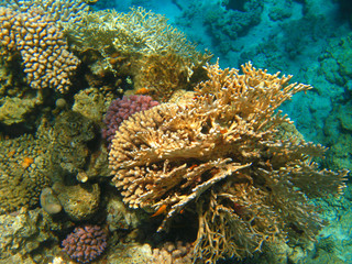 Naklejka na ściany i meble Corals at the bottom of the Red Sea