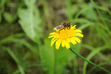 Abeja recogiendo polen de una flor amarailla