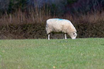 Sheep grazing in field of grass in countryside