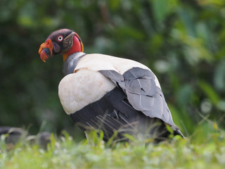 Könisgeier (Sarcoramphus papa)  in Costa Rica