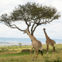 Fototapeta premium A Rothschild Giraffe and a Masai Giraffe under an Acacia tree in Masai Mara on a sunny September afternoon