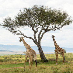 A Rothschild Giraffe and a Masai Giraffe under an Acacia tree in Masai Mara on a sunny September afternoon