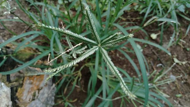 Close up green Eleusine indica (Indian goosegrass, yard grass, goosegrass, wiregrass, crow foot grass, lulangan). This plant is a species of grass in the family Poaceae. It is a small annual grass.