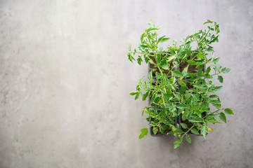 Obraz na płótnie Canvas Young tomato plant in a pot 