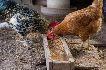 Spanish rooster and hen in the corral