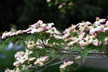 Zweig eines Blumenhartriegels