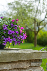 Blumentopf in der Sonne