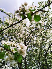 Apple tree blossom in spring