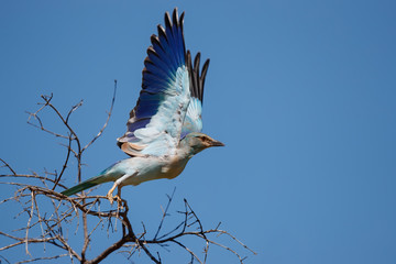 European Roller flying away from the top of a bush in Kruger National Park in South Africa