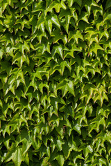 green leaf background