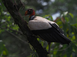 Könisgeier in Costa Rica