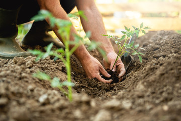 Farmer planting tomatoes seedling in organic garden	
 - obrazy, fototapety, plakaty