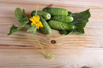 Cucumbers on table