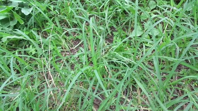 Close up green Eleusine indica (Indian goosegrass, yard grass, goosegrass, wiregrass, crow foot grass, lulangan). This plant is a species of grass in the family Poaceae. It is a small annual grass.