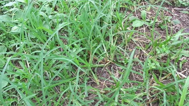 Close up green Eleusine indica (Indian goosegrass, yard grass, goosegrass, wiregrass, crow foot grass, lulangan). This plant is a species of grass in the family Poaceae. It is a small annual grass.