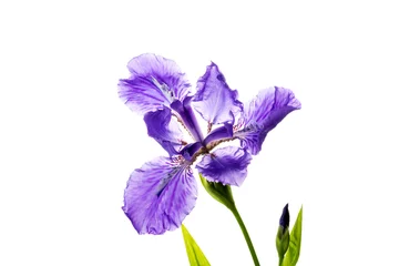 Schilderijen op glas Violet iris flower isolated on white background © ddukang