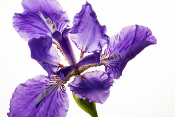 Violet iris flower isolated on white background