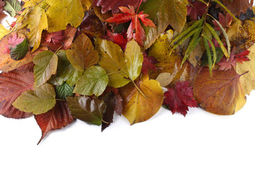 Autumn leaves background