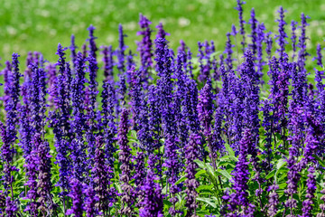 Many dark blue flowers of Salvia officinalis, commonly known as garden sage, common sage, or culinary sage, in soft focus, in a garden in a sunny summer day, beautiful outdoor floral background
