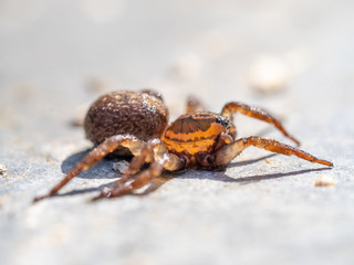 Close up of a Wet Small Wolf Spider,  Pardosa sp