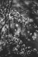 białe delikatne kwiaty na krzewach w jarze © SLAVKO