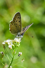 Fototapeta na wymiar Sooty Copper butterfly on flower. Small blue butterfly, Lycaena tityrus, on meadow