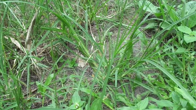 Close up green Eleusine indica (Indian goosegrass, yard grass, goosegrass, wiregrass, crow foot grass, lulangan). This plant is a species of grass in the family Poaceae. It is a small annual grass.