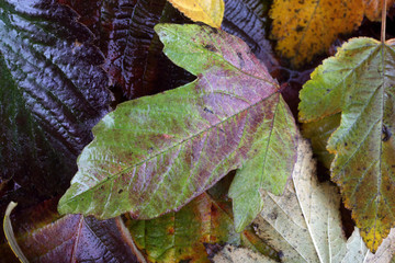 Autumn leaves