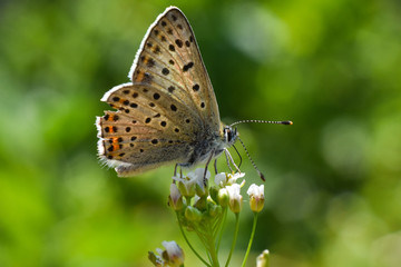 Obraz na płótnie Canvas Sooty Copper butterfly on flower. Small blue butterfly, Lycaena tityrus, on meadow