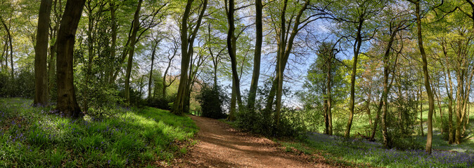 Bluebells In Woods