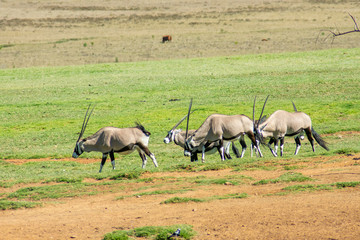 Naklejka na ściany i meble Gemsbok or Gemsbuck in South African Game Reserve