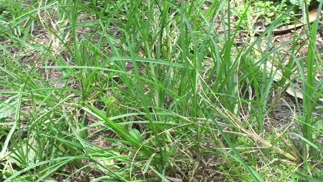 Close up green Eleusine indica (Indian goosegrass, yard grass, goosegrass, wiregrass, crow foot grass, lulangan). This plant is a species of grass in the family Poaceae. It is a small annual grass.