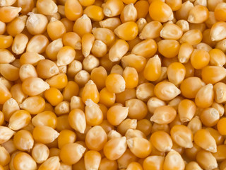 Fine golden dry corn groats texture close up