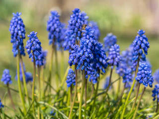 Muscari armeniacum or Grape Hyacinths