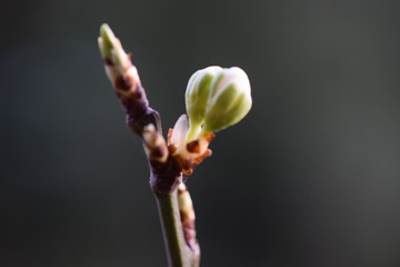 Pflaumenbaum Knospen