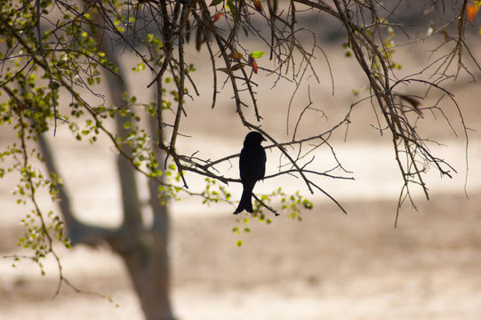 silhouette of a bird sitting on a tree branch