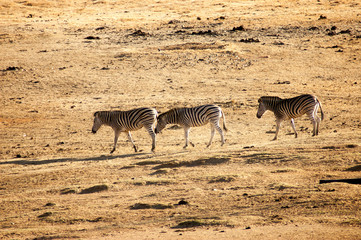 Fototapeta na wymiar Zebra in South African Game Reserve