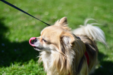 long coat chihuahua dog licking his nose 