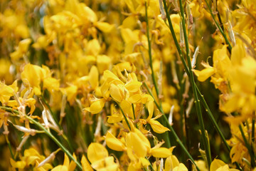 Set of yellow flowers
