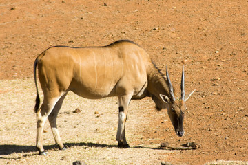 Wild Common Eland (or Antelope) in a Game reserve